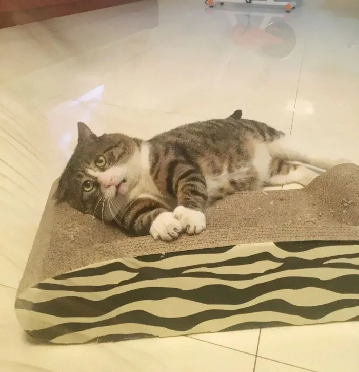 Gatinho tem reações dramáticas e vira sensação nas redes sociais