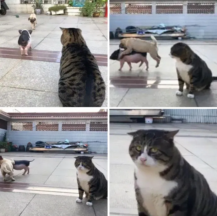 Gatinho tem reações dramáticas e vira sensação nas redes sociais