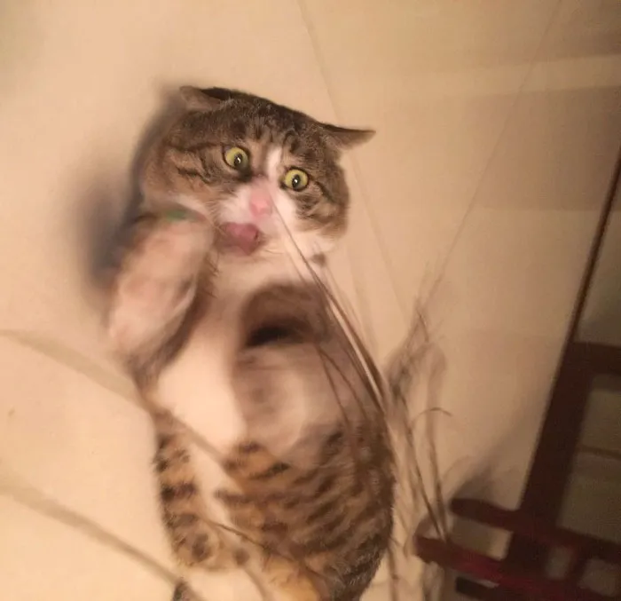 Gatinho tem reações dramáticas e vira sensação nas redes sociais