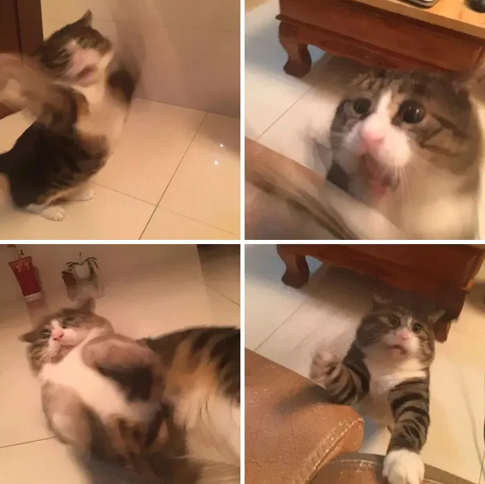 Gatinho tem reações dramáticas e vira sensação nas redes sociais