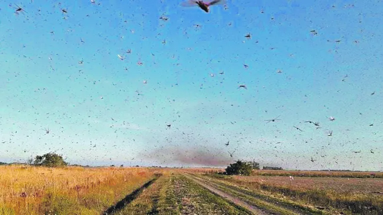 Praga de gafanhotos tem dizimado plantações em países como a Argentina
