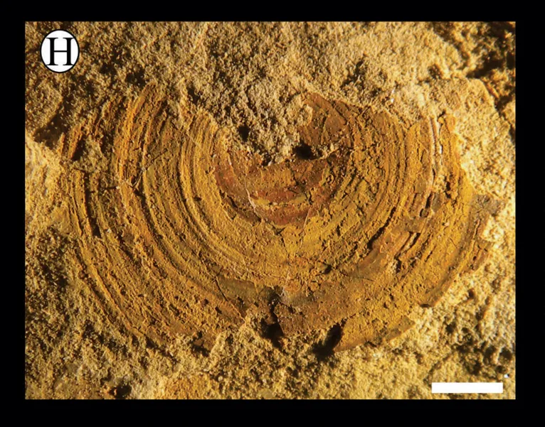 Orbiculoidea baini