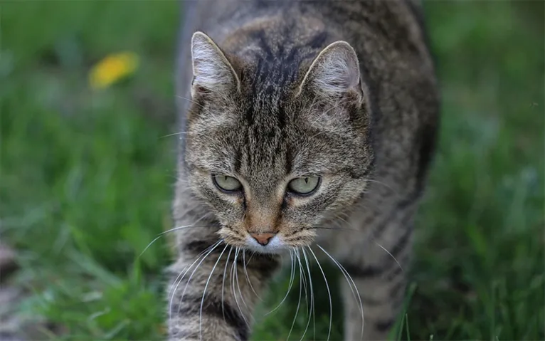 Você tem um gato? Saiba o que significa a cor de cada animal