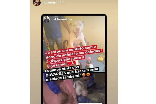 Cachorro tem as patas arrancadas a golpes de foice por vizinho 