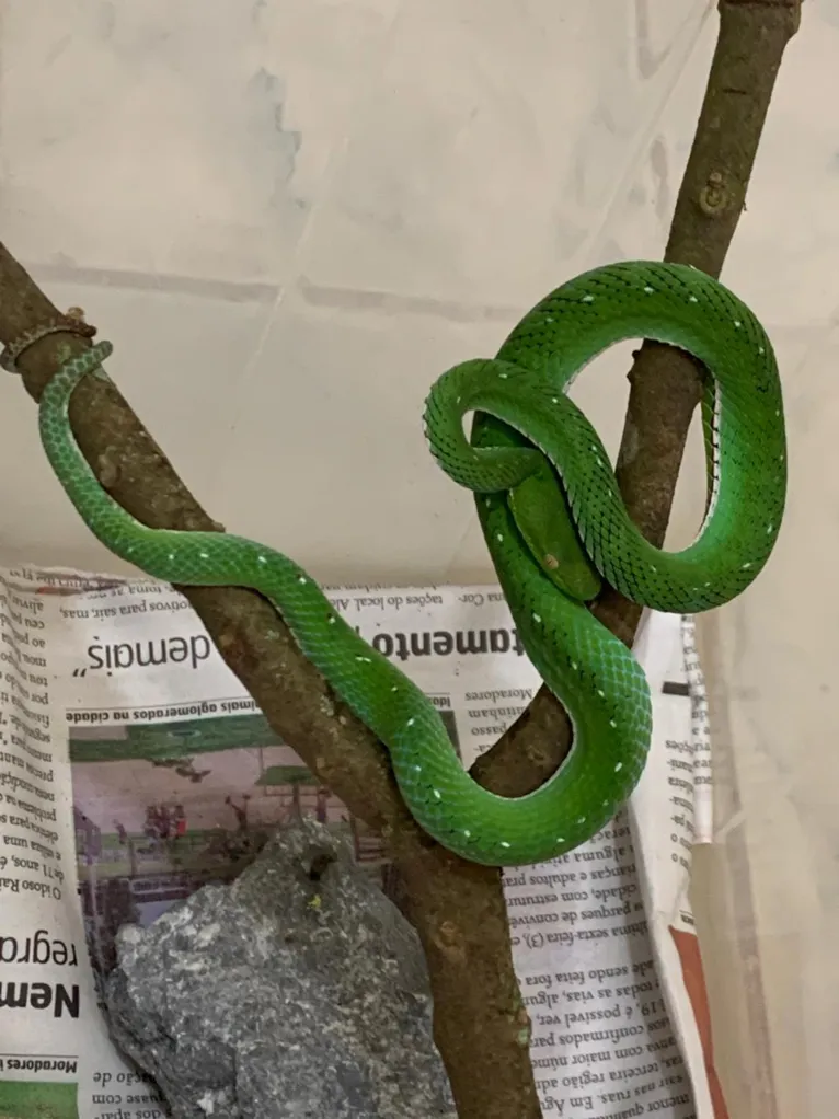 Sem soro, serpente apreendida no DF pode ser sacrificada