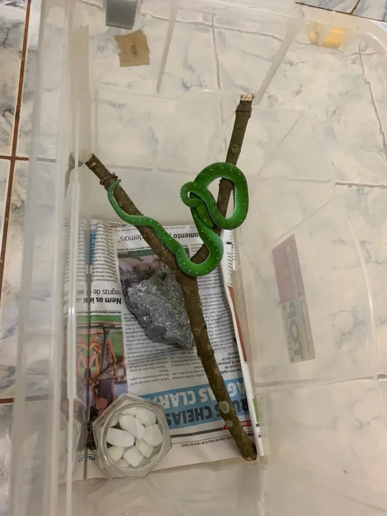 Serpente corre risco de ser sacrificada no DF por falta de soro no