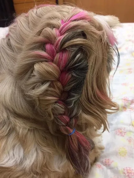 Penteado em cachorro parece cabelo humano e deixa internautas confusos