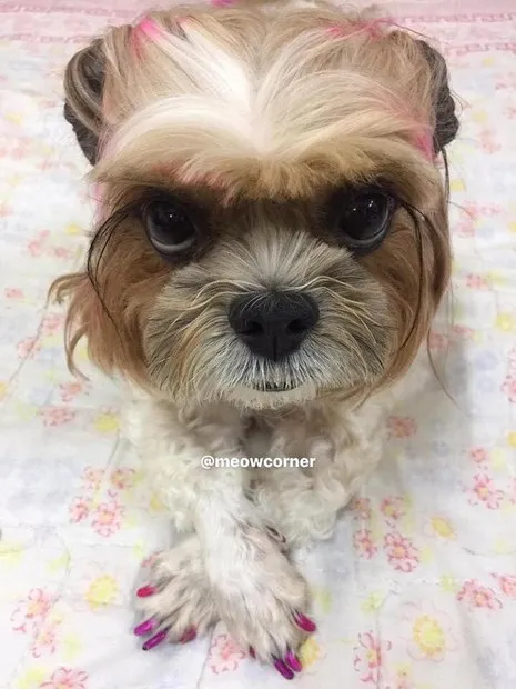 Penteado em cachorro parece cabelo humano e deixa internautas confusos