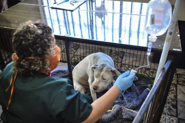 Cachorro tem as patas arrancadas a golpes de foice por vizinho 