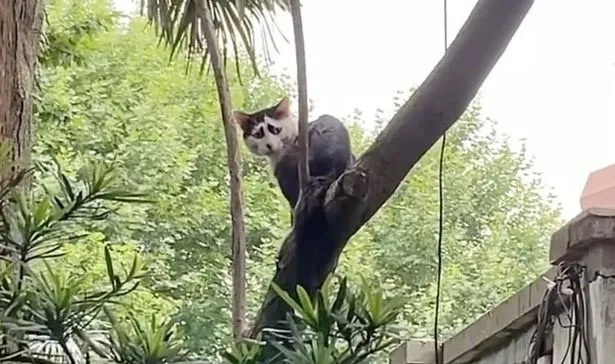 Gato com constante aparência 'triste' fica famoso e viraliza na web 