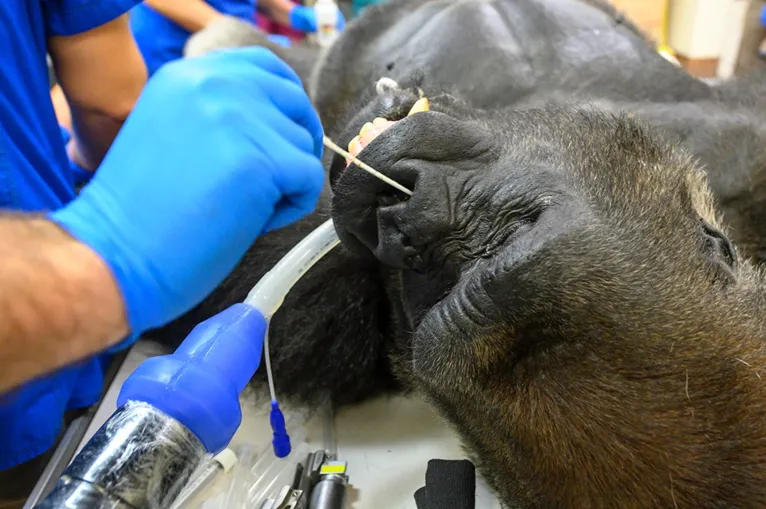 Gorila fazendo teste da Covid-19 viraliza nas redes sociais
