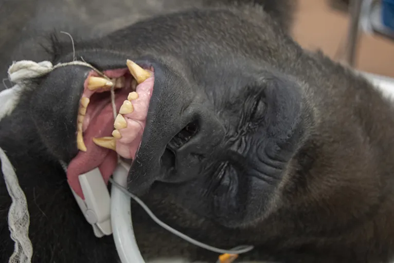 Gorila fazendo teste da Covid-19 viraliza nas redes sociais