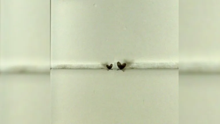 As mosquinhas de banheiro também são conhecidas como mosca dos filtros ou dos ralos