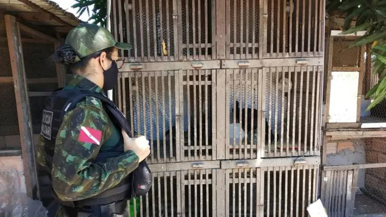 Polícia desarticula rinha de galos dentro de residência em Santarém