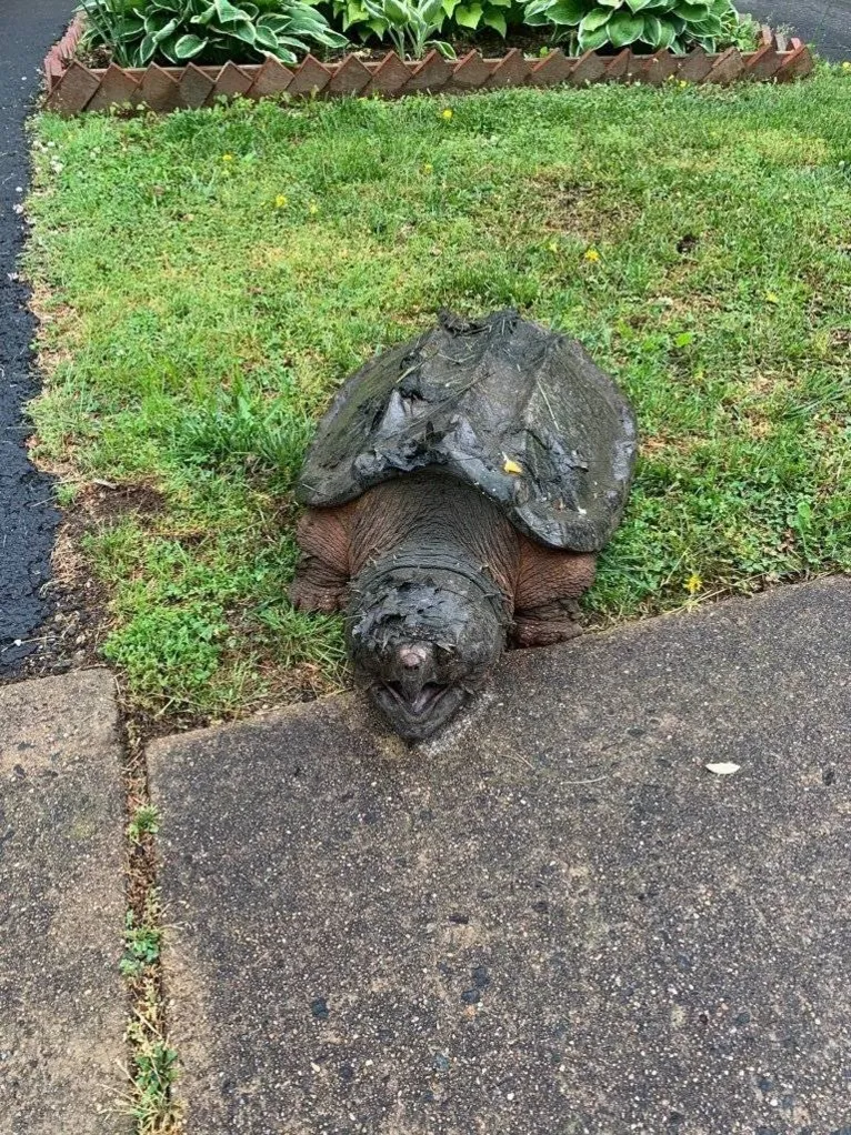 Tartaruga de 30 kg surge em quintal e assusta família