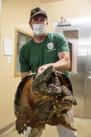 Tartaruga de 30 kg surge em quintal e assusta família