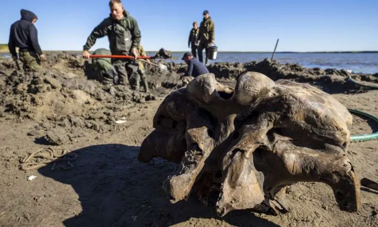 Esqueleto de mamute é encontrado na Rússia, veja!