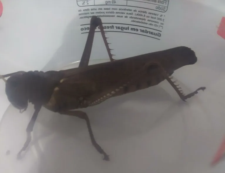 Dona de casa entra em pânico ao encontrar gafanhoto "gigante" em casa