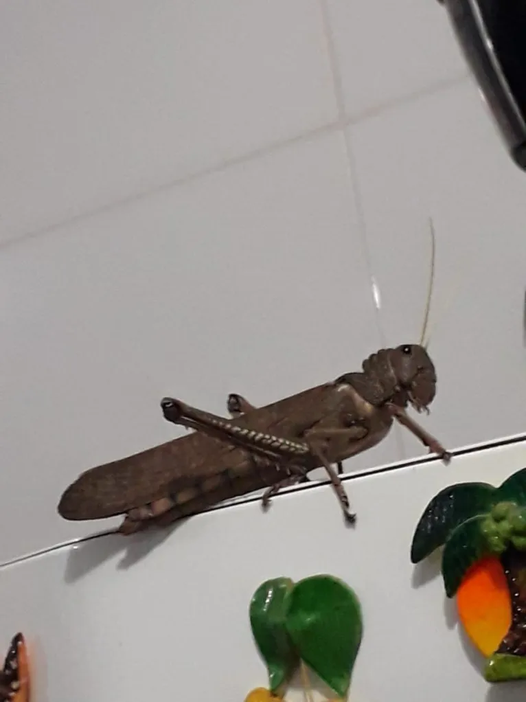 Dona de casa entra em pânico ao encontrar gafanhoto "gigante" em casa