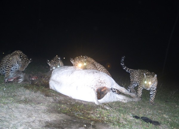 Peão é brutalmente atacado por onças, imagens fortes! - CompreRural