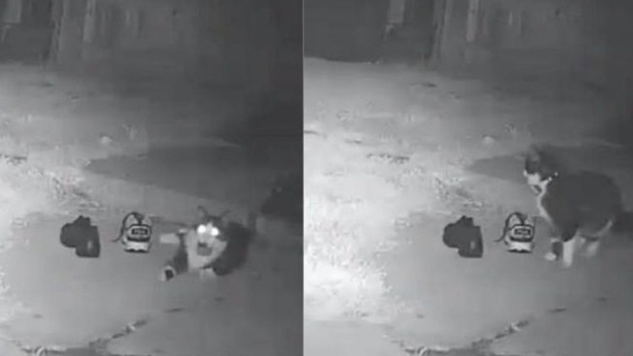 Imagens da câmera de segurança mostra o gato roubando os sapatos.