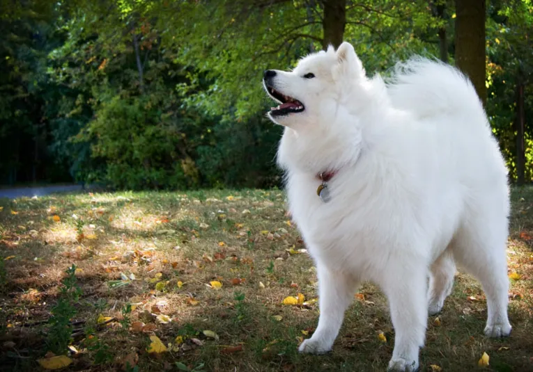 Samoyedo