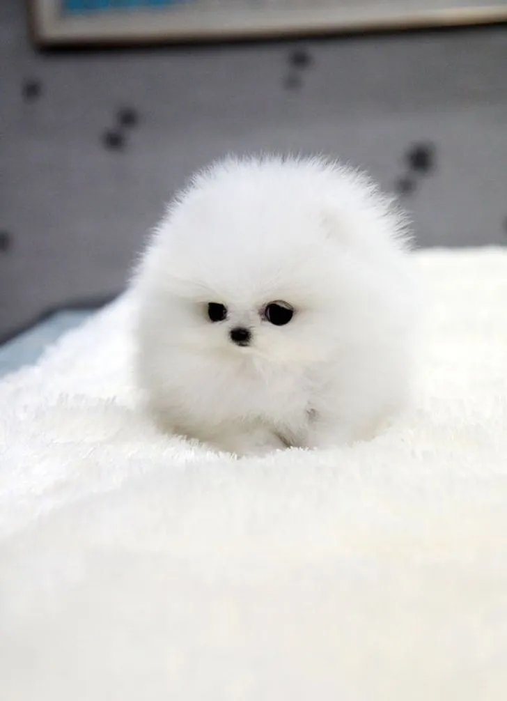 Lulu da Pomerânia