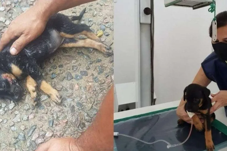 Homem arremessa filhote de 2 meses do segundo andar de prédio
