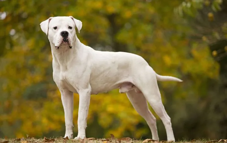 Dogo Argentino