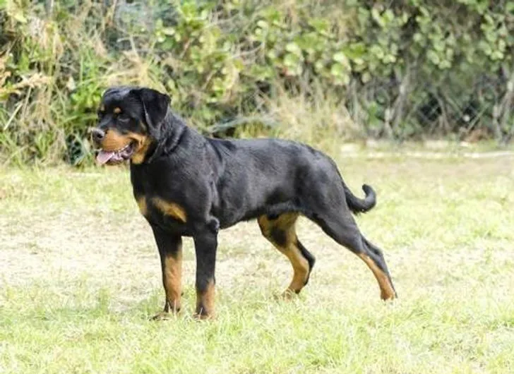 Rottweiler