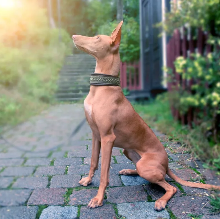 Pharaoh Hound