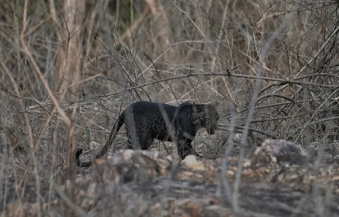 Parques de conservação animal na Índia abrigam raras espécies

