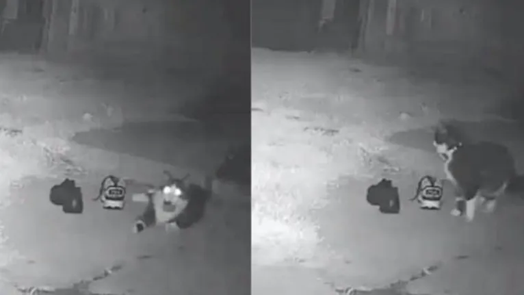 Imagens da câmera de segurança mostra o gato roubando os sapatos.
