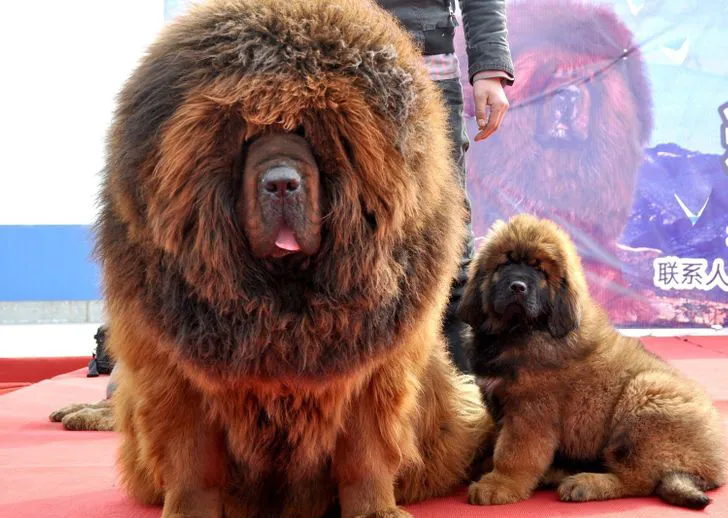 Mastim Tibetano