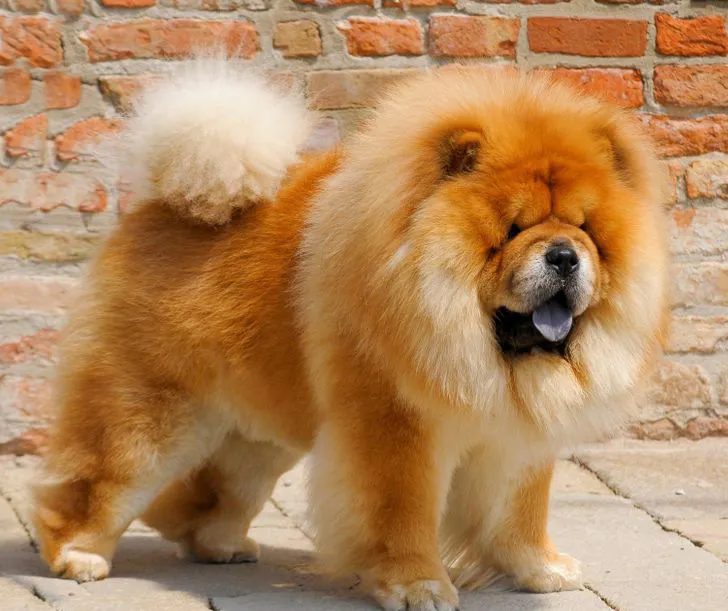 Chow Chow