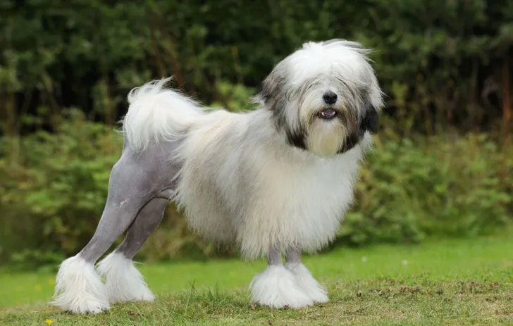 Pequeno Cão Leão