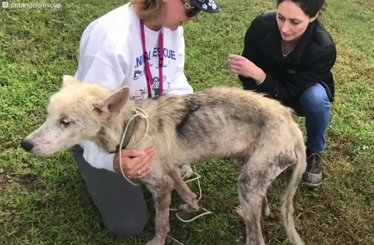Homem tenta matar cachorro de fome para se vingar de ex-mulher
