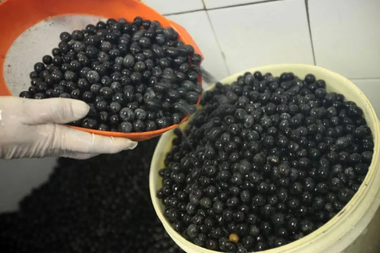 A Adepará fiscaliza a produção e o transporte do açaí, e fornece instruções técnicas e higiênicas a quem trabalha nos pontos de produção da polpa do fruto.
