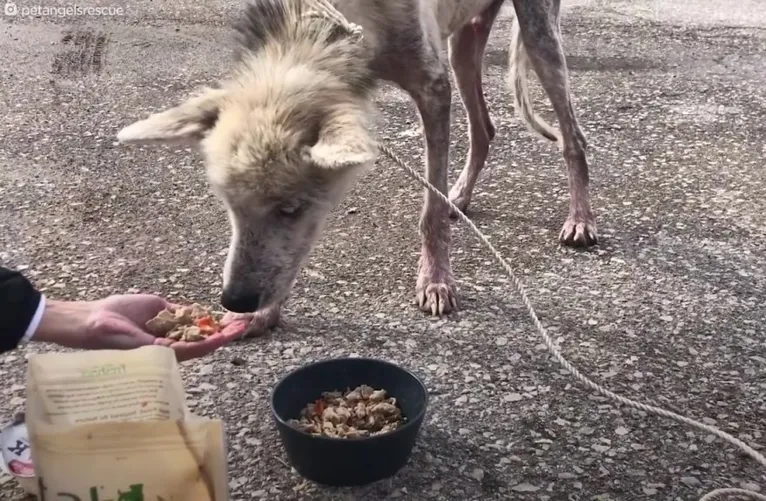 Homem tenta matar cachorro de fome para se vingar de ex-mulher