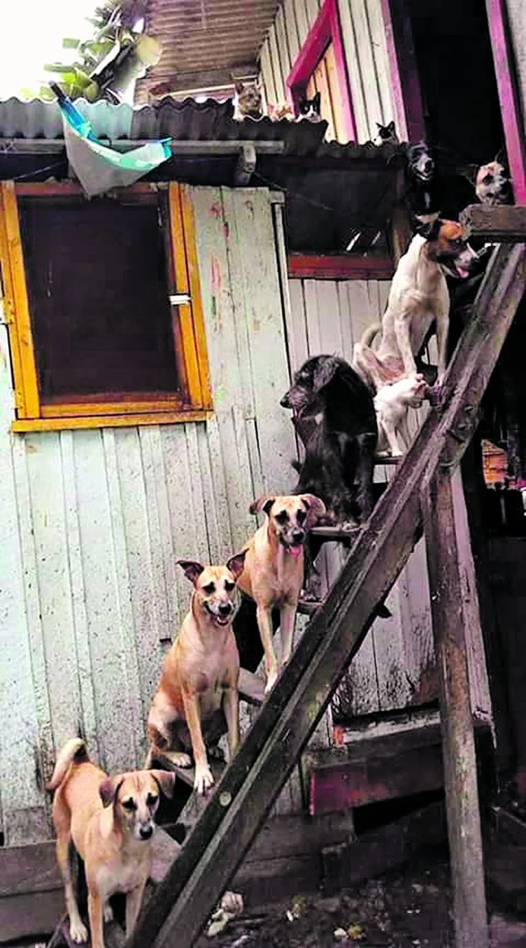 Zenaldo não investe na saúde durante a pandemia, mas compra 170 mil chips para cães e gatos