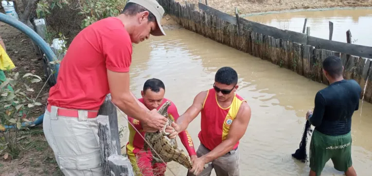 Jacarés são apreendidos em cativeiro clandestino em Cametá