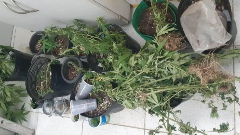 Assistente social é preso com 20 pés de maconha e estufa em casa