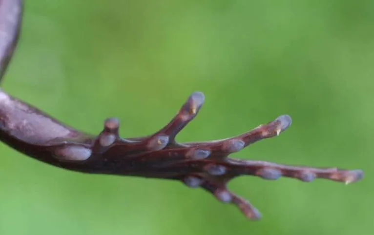 'Sapo Wolverine' quebra os próprios ossos para criar garras