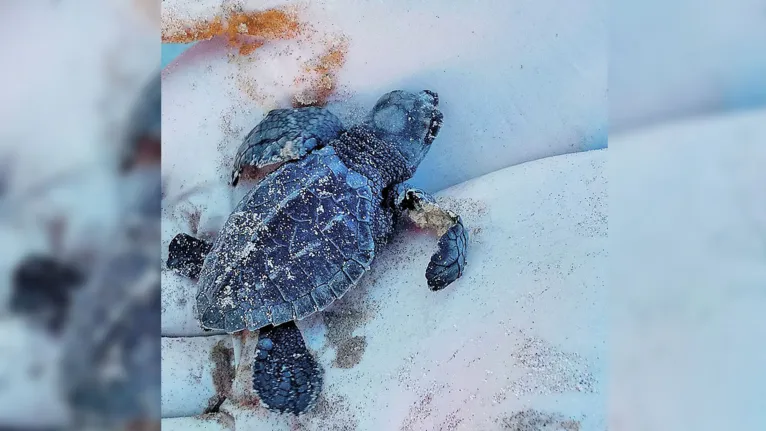 Tartarugas são soltas após identificação em praia de Algodoal 