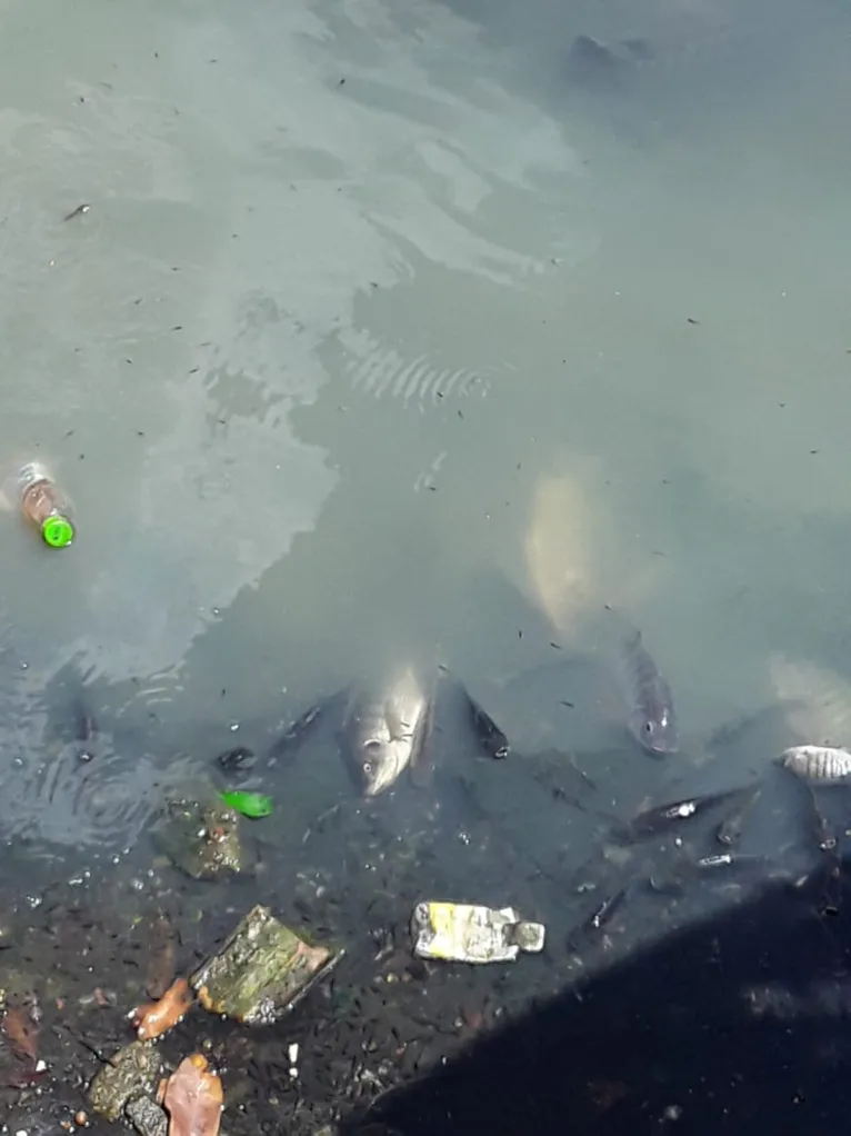 Peixes amanhecem mortos em canal de Belém e mau cheiro incomoda 