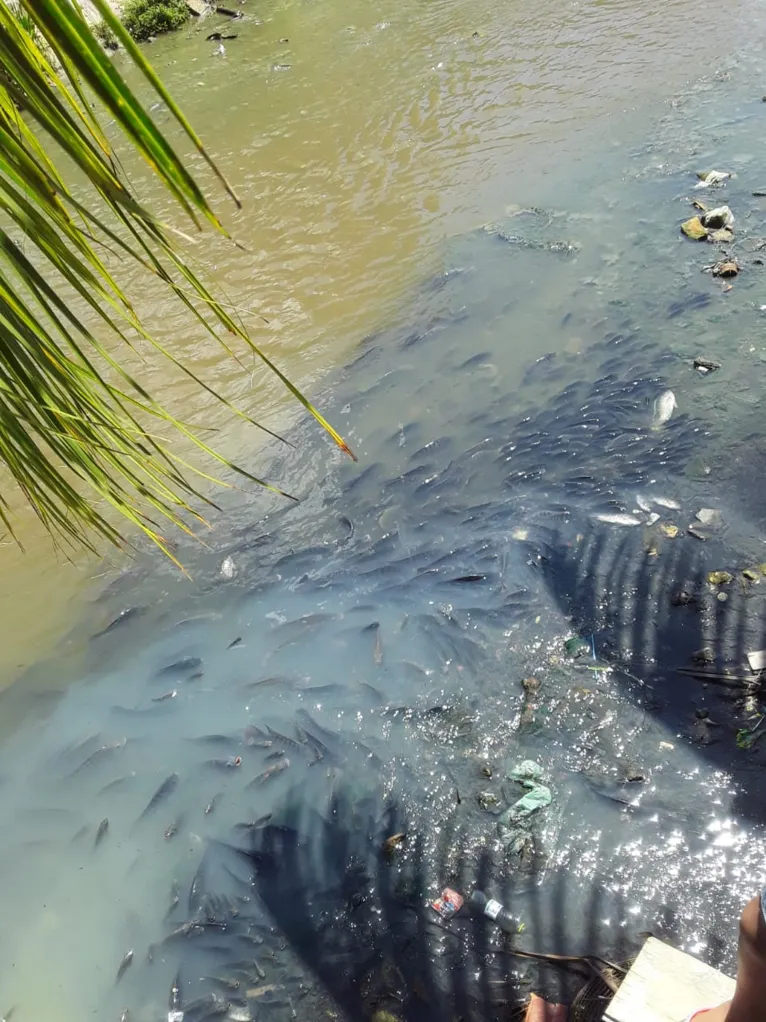 Peixes amanhecem mortos em canal de Belém e mau cheiro incomoda 