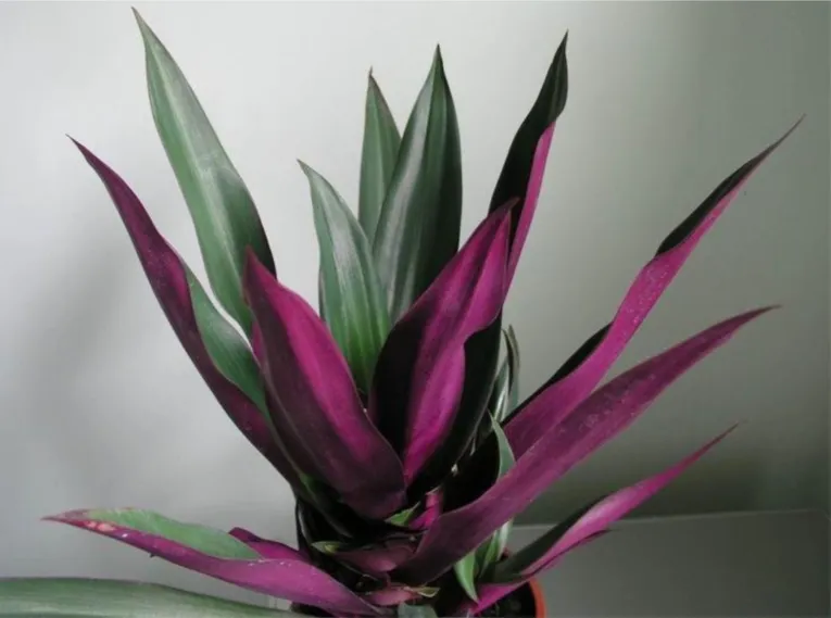 Plantas podem umidificar o ambiente e aliviar o calor; conheça!