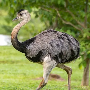 Dia dos Pais: quem são os paizões do reino animal?