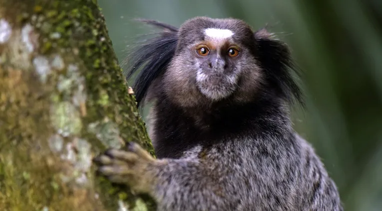 Dia dos Pais: quem são os paizões do reino animal?