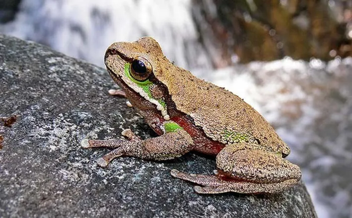 Dia dos Pais: quem são os paizões do reino animal?